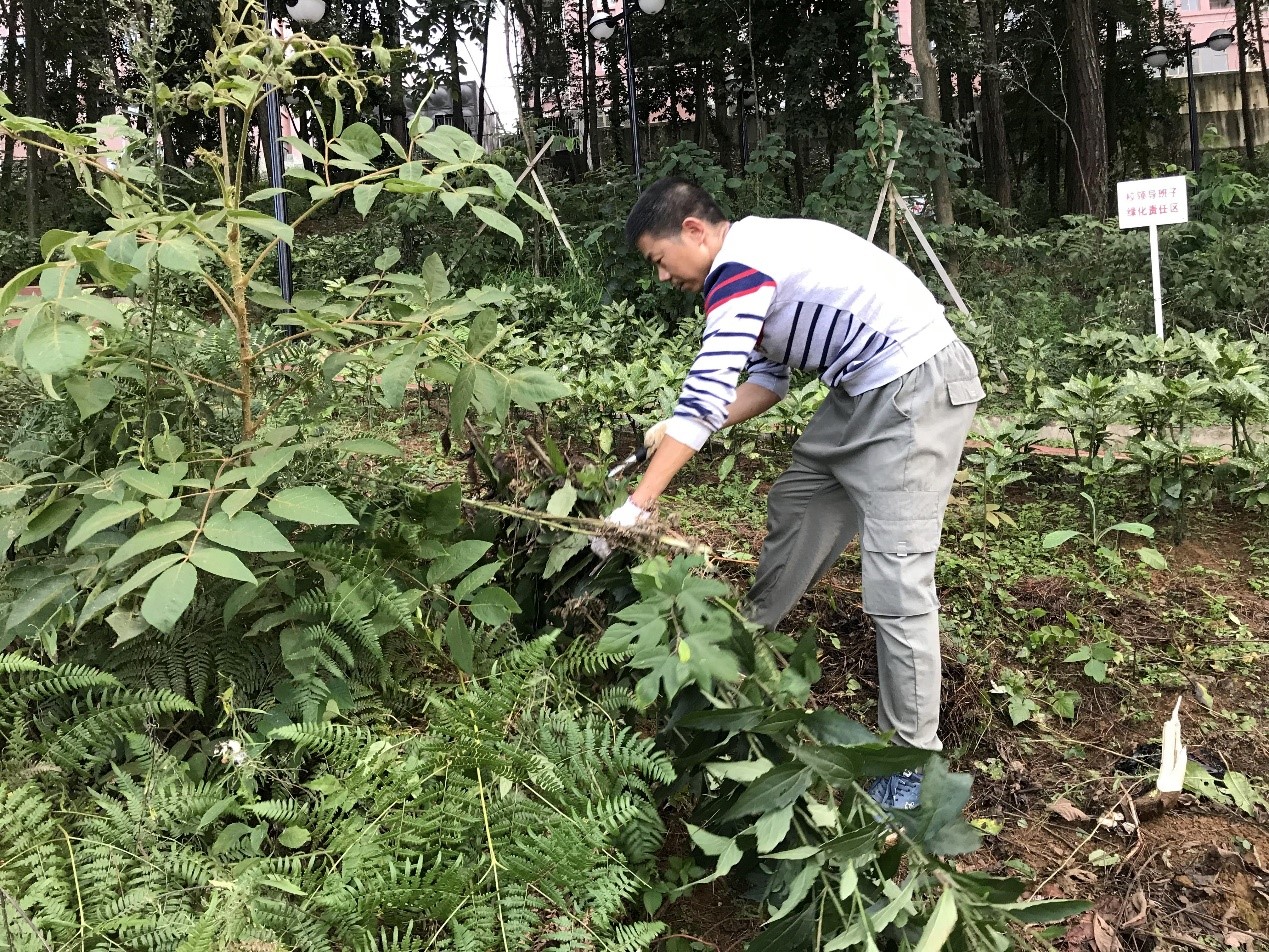第一黨支部組織召開義務(wù)勞動活動